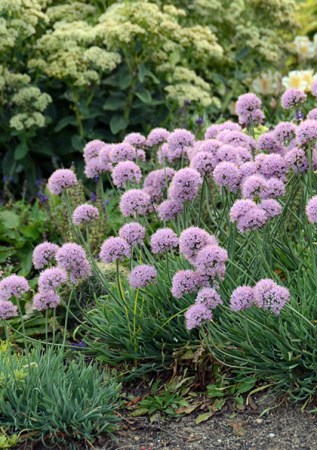 ALIUM senescens Glaucum spiralis 